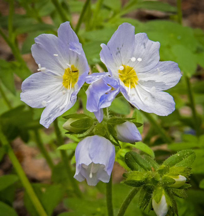 Subalpine Jacobs-Ladder 4.jpg